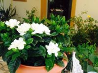 IMG 1834 39 800 600 80